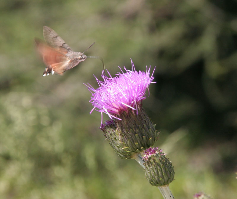 Macroglossum stellatarum in volo